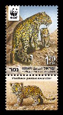 Stamp:Leopard (Endangered Species (World Wildlife Fund) ), designer:Tuvia Kurtz, Ronen Goldberg 02/2011